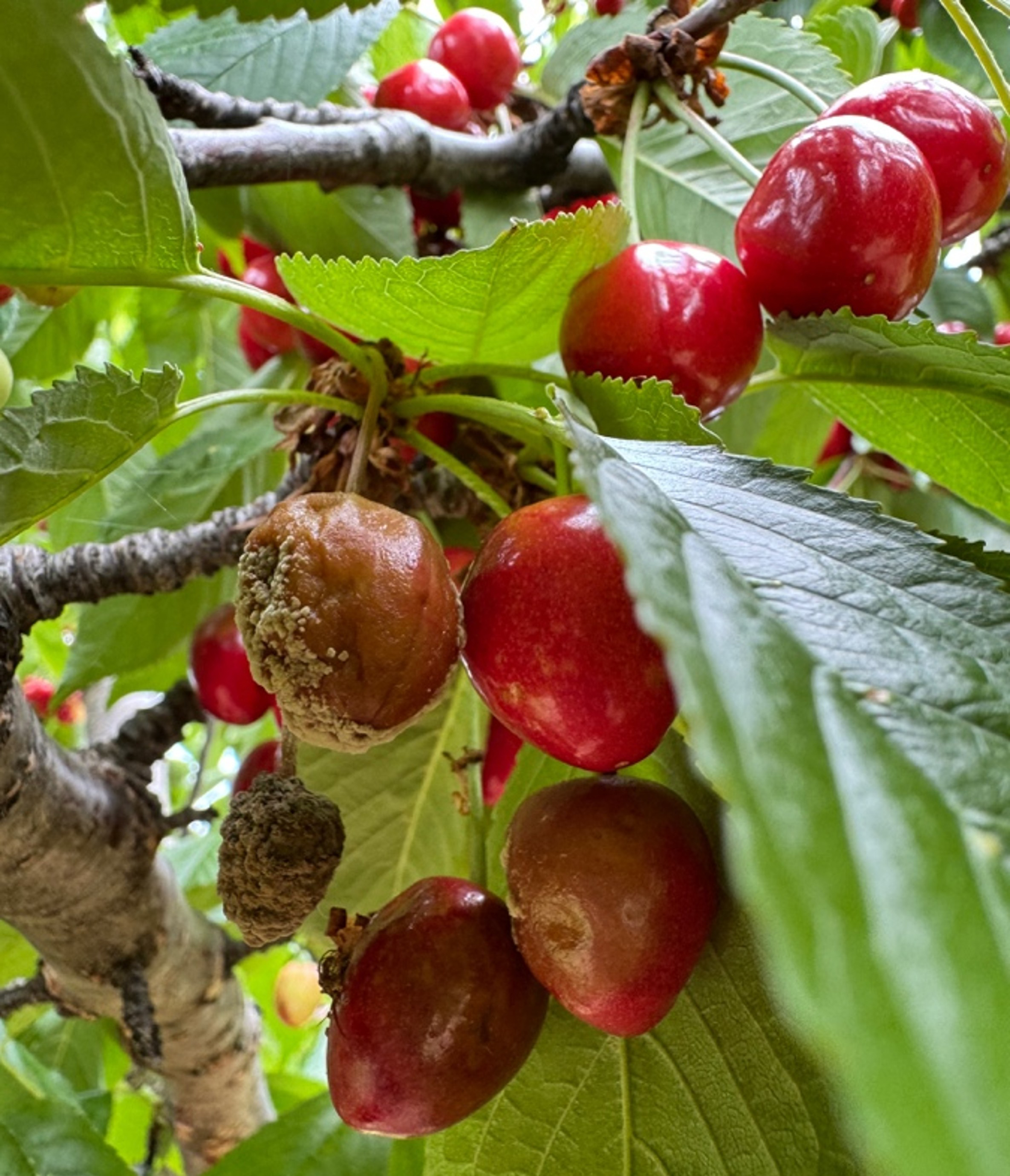 American brown rot on cherries.